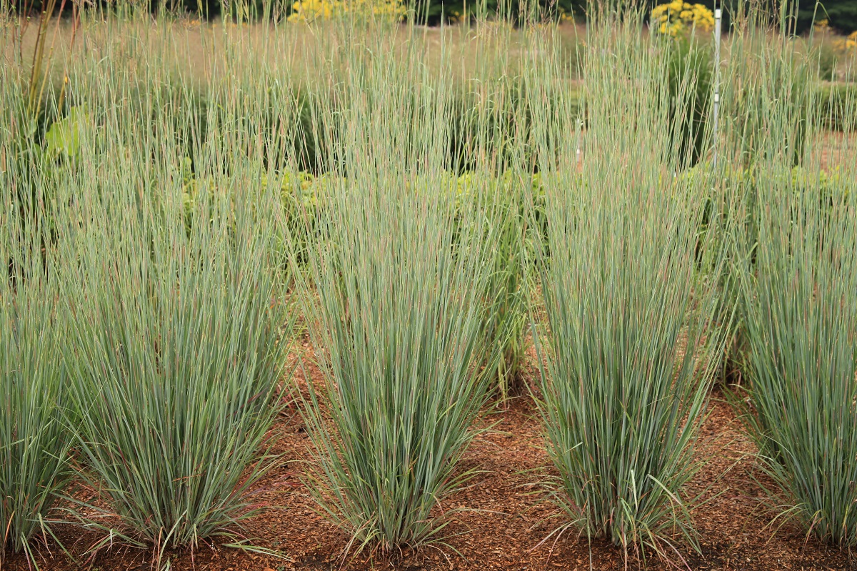 P. willinckii ’Jenny’ TC 1630 P. willinckii 'Jenny' TC 1630 Platycerium willinckii 'Jenny'