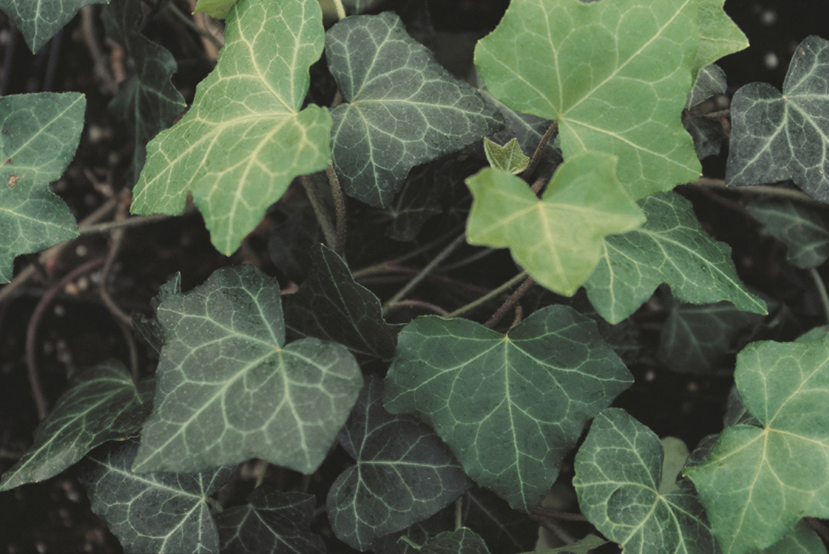 Hedera Helix 'Thorndale' – Hortech Inc., image size:1200x802