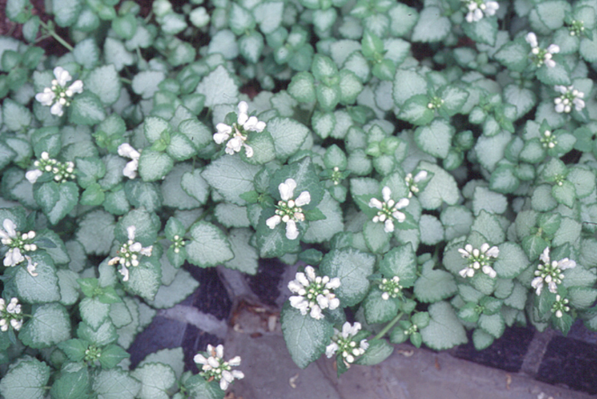 Lamium maculatum 'White Nancy' – Hortech Inc., image size:1200x803