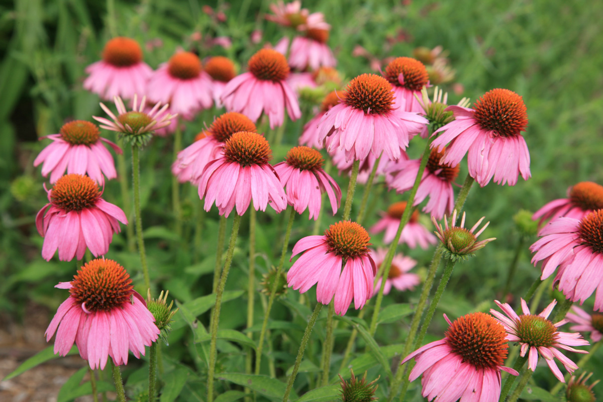 Echinacea Crazy Pink™ PP21,023 – Hortech Inc.