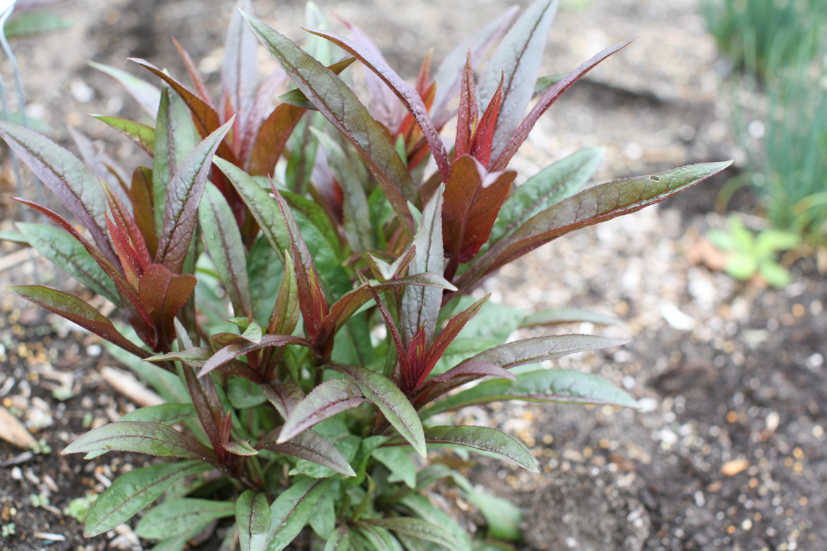 False – Page 99 – Hortech Inc.