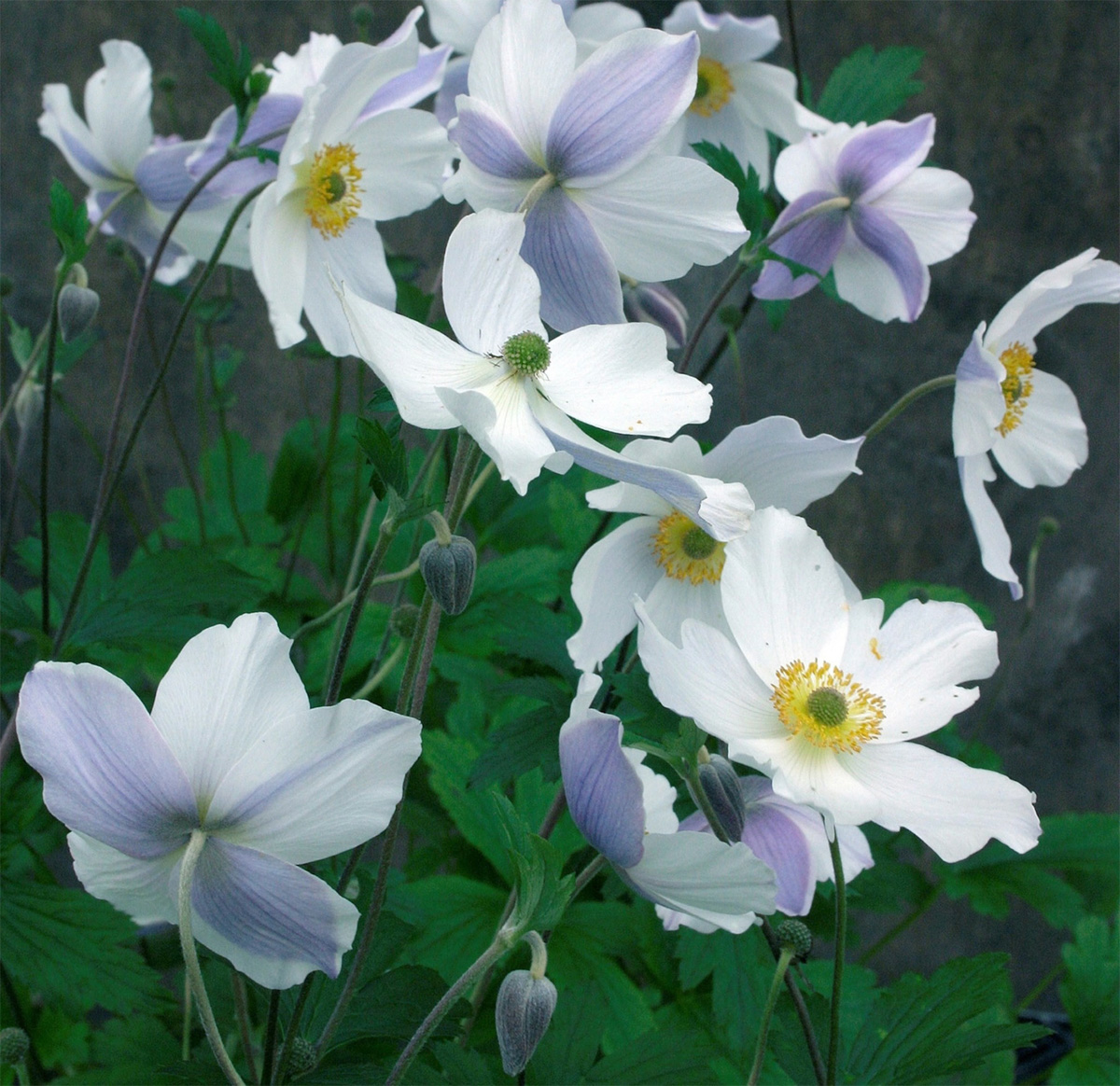 Anemone x Wild Swan™ PP23,132 – Hortech Inc.