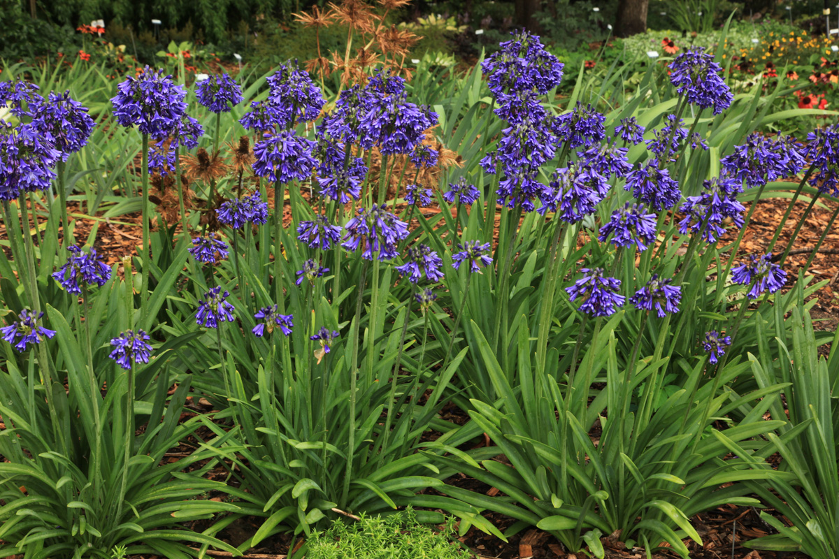 Agapanthus 'Blue Yonder'  Hortech Inc.