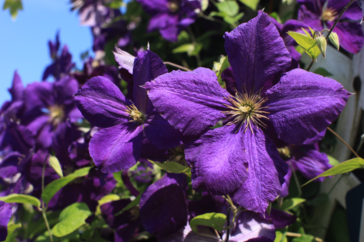 Clematis 'Jackmanii Superba' – Hortech Inc.