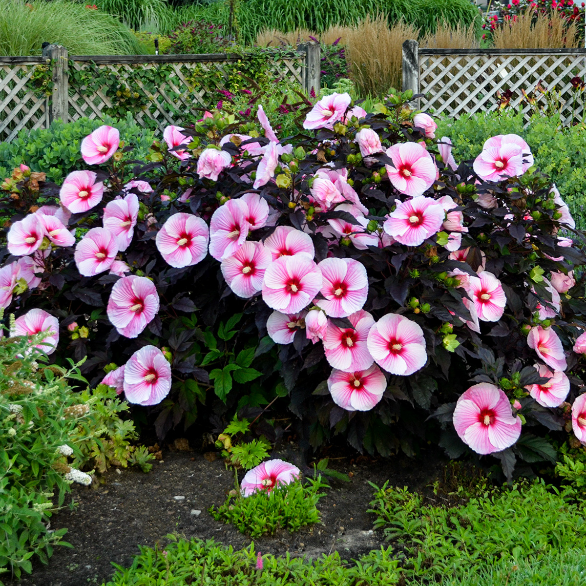 Hibiscus 'Starry Starry Night' PP27,901 – Hortech Inc.