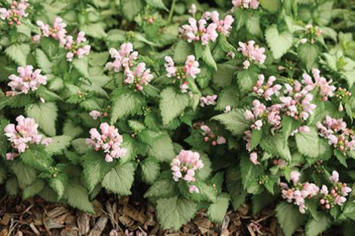 Lamium maculatum Pink Dragon® PP33,342 – Hortech Inc., image size:1200x796