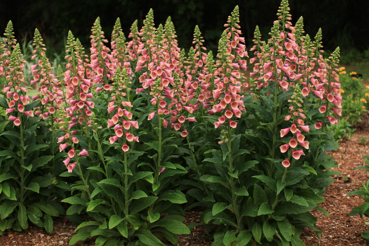 Digitalis purpurea Arctic Fox Rose PP31,900 – Hortech Inc.