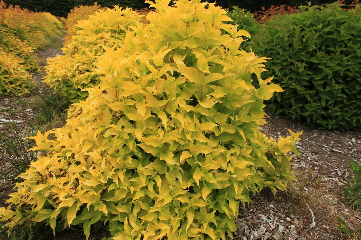Diervilla x splendens Mountaineer® Sunshine (`Nonenih') – Hortech Inc.