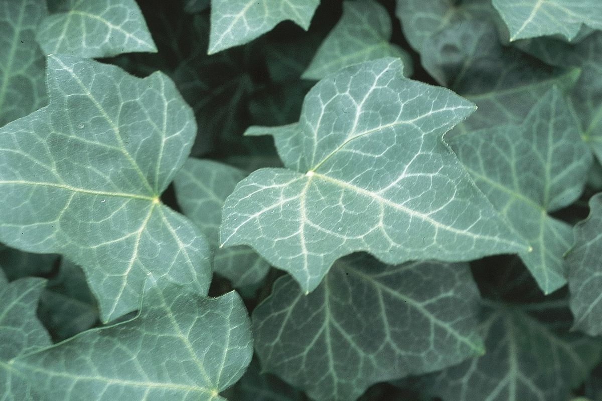 Hedera helix 'Baltica' – Hortech Inc., image size:1200x800