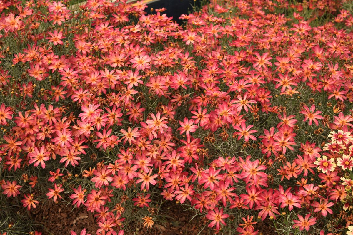 Coreopsis x hybrida Fall Sensation™ Quartz – Hortech Inc.