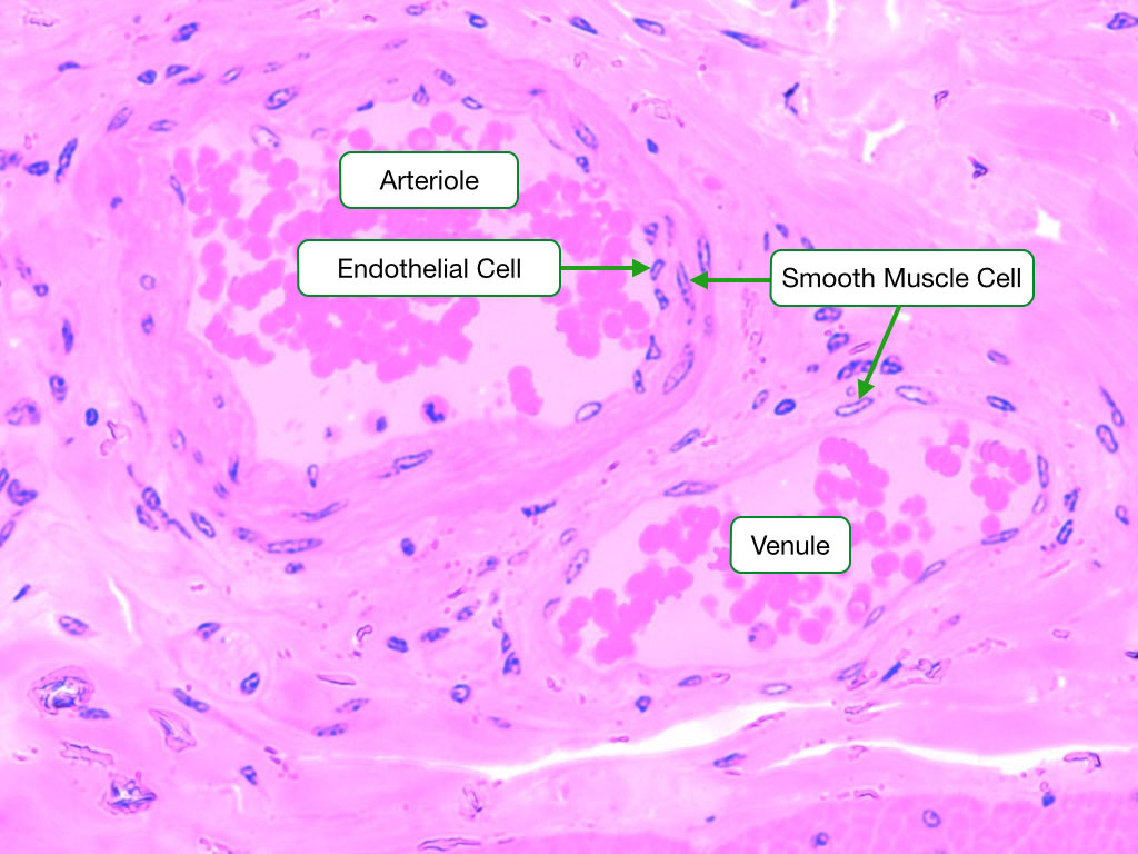 Arteriole Cross Section Histology Arteriole Cross Section Histology