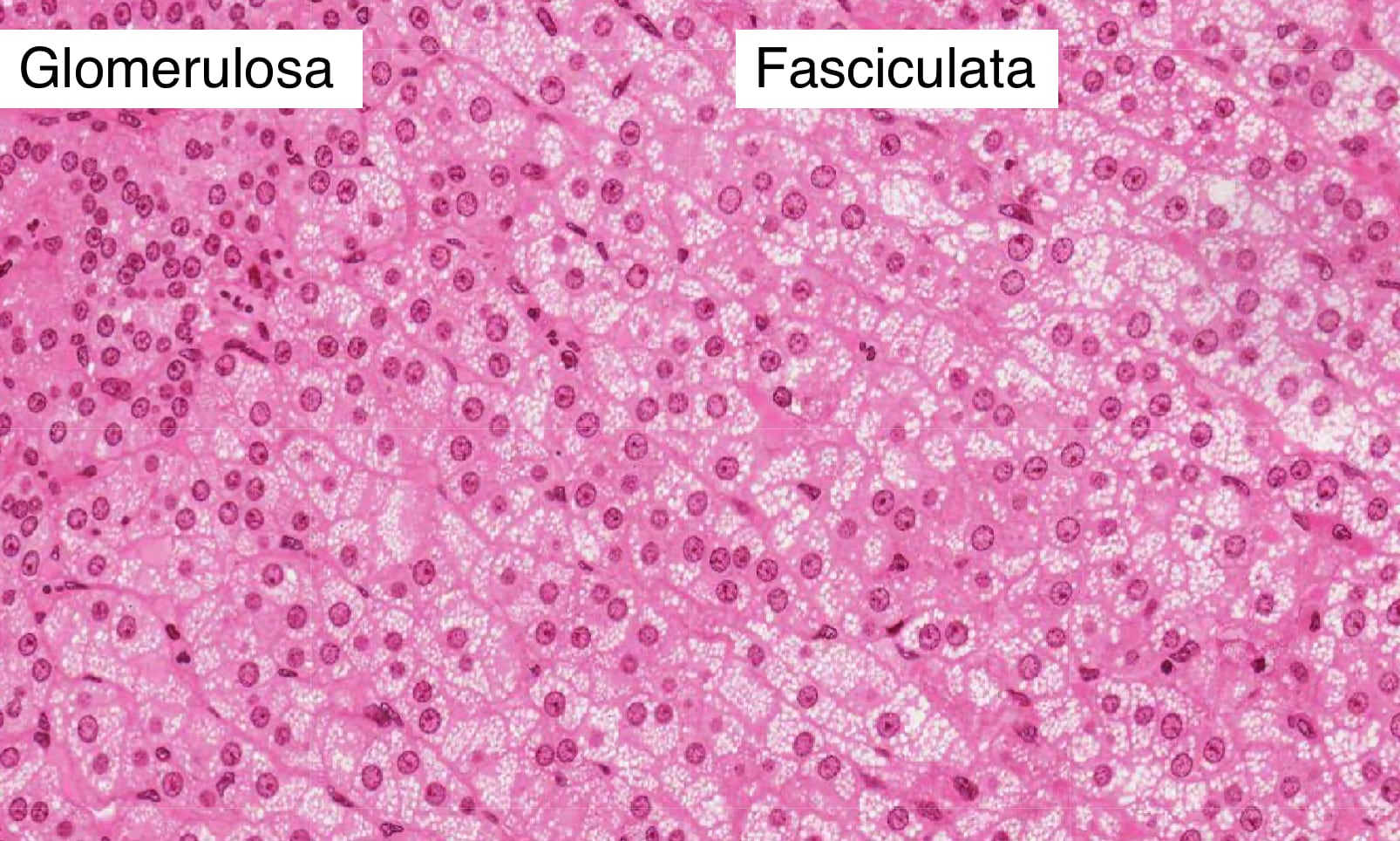 Cells in the fasciculata secrete glucocorticoids and stain more lightly than glomerulosa.