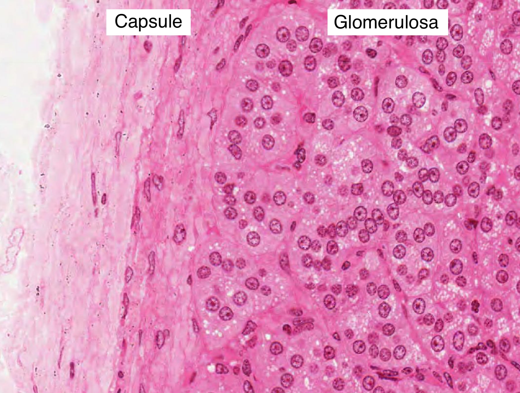 Cells in the glomerulosa make mineralocorticoids and are clustered by trabeculae.