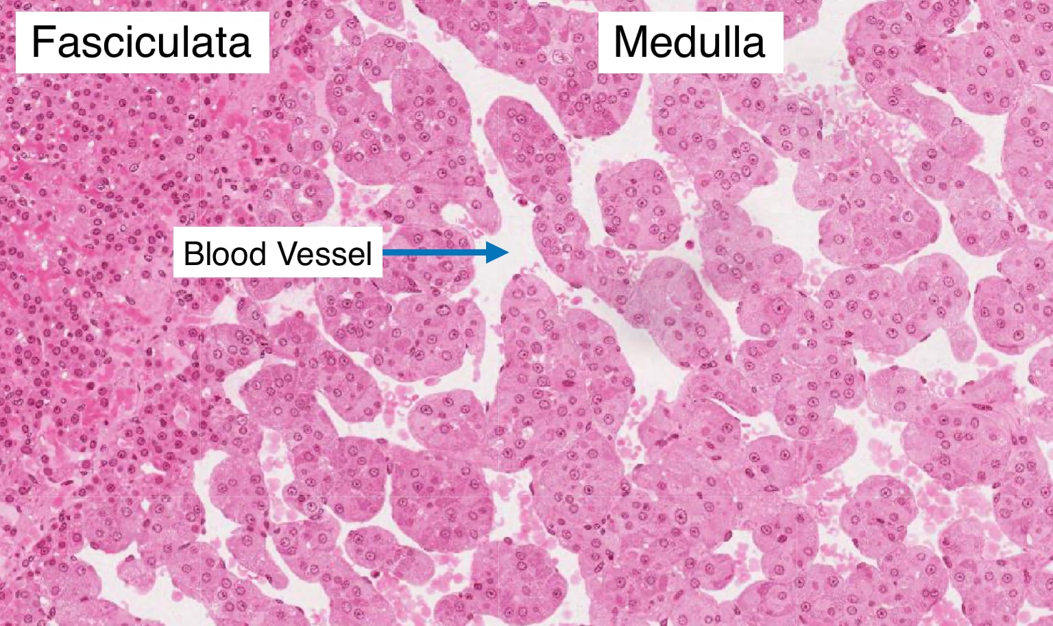 Cells in the medulla secrete epinephrine and norepinephrine in response to external stress.