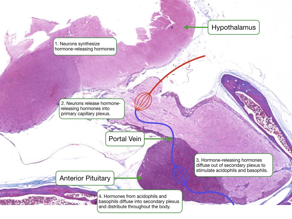 Diagram of hypophyseal portal system showing blood flow from hypothalamus into pituitary.