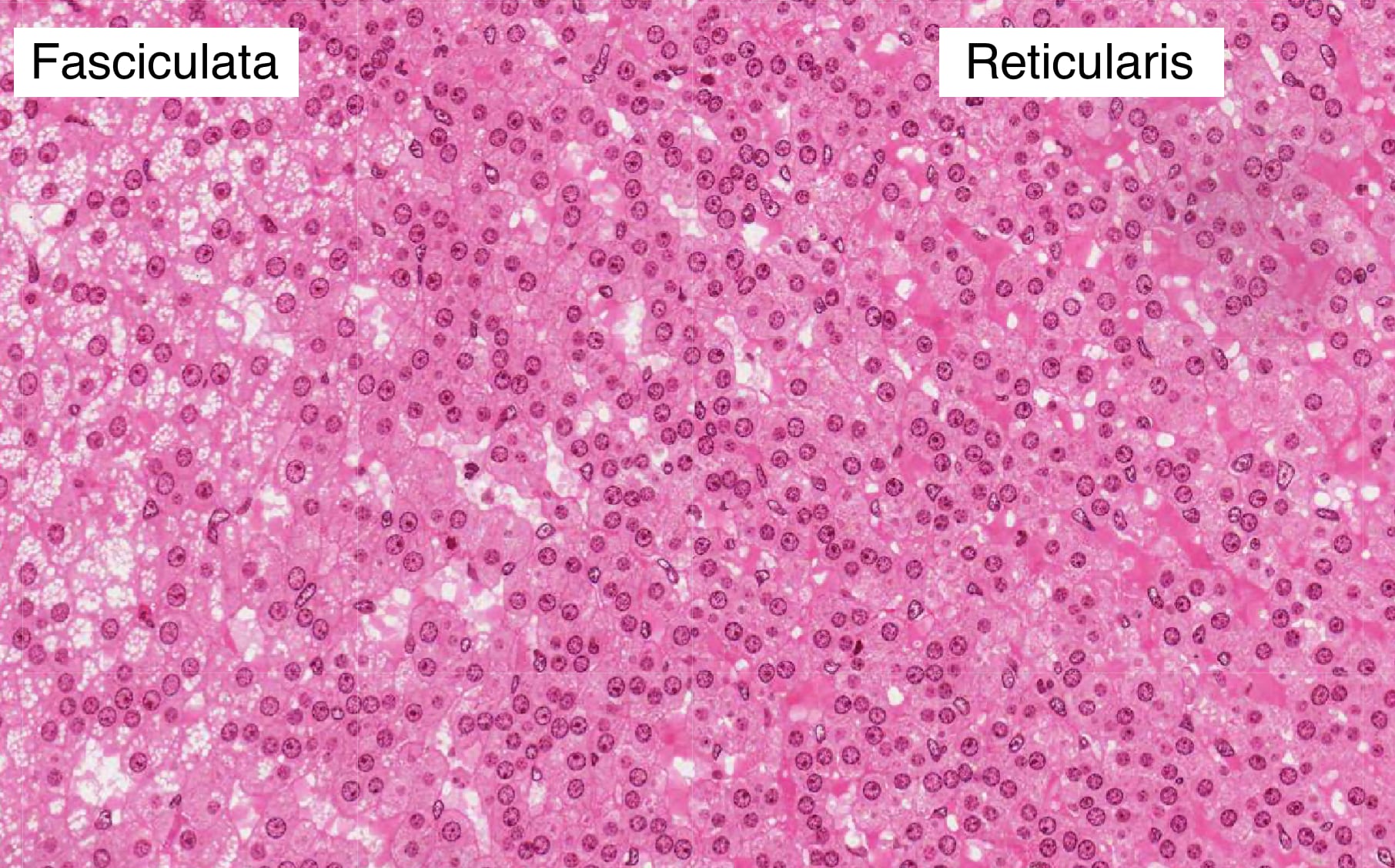 The reticular is the inner most layer of the adrenal cortex and produces androgens.