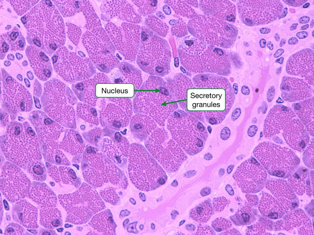 H and E stained sample showing cells with prominent secretory granules.