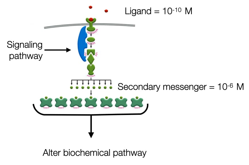 Secondary messengers amplify concentration of signaling molecules by producing