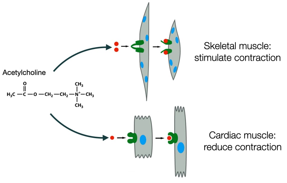 The same signaling molecule can evoke different responses.