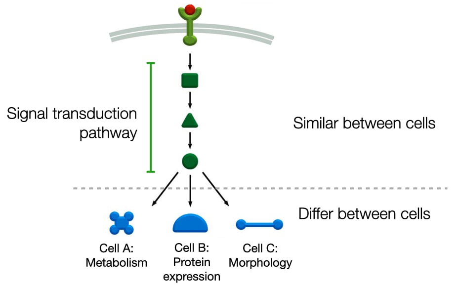 Several proteins relay binding state of receptor to cell machinery.