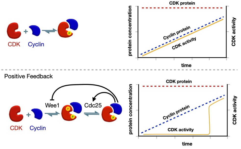 Activation of Cyclin-CDK