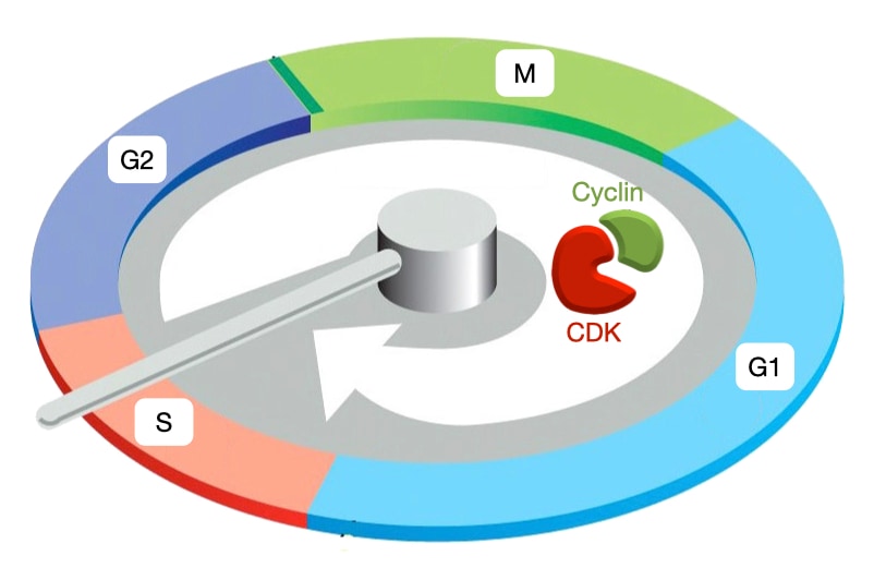 Cyclins and cyclin dependent kinases (CDK) drive cell cycle events.