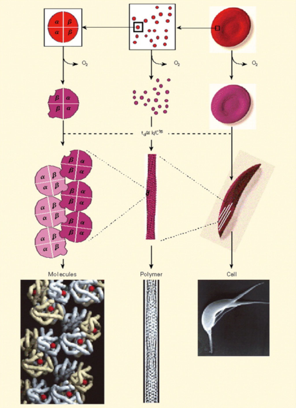 Hemoglobin S Polymerization