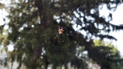 Photo of a spider on its web